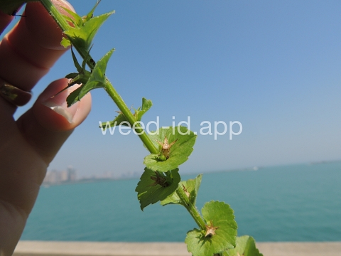 venuslookingglass, common